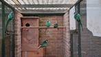 Barnard parkieten, Dieren en Toebehoren, Vogels | Parkieten en Papegaaien, Meerdere dieren, Parkiet, Geringd