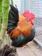 Tarwe Chabo haan, Dieren en Toebehoren, Pluimvee, Mannelijk, Kip