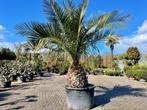 Jubea chilensis met 90/100 cm stamhoogte te koop, Overige soorten, Volle zon, Vaste plant, Verzenden