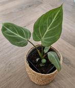 Philodendron Gloriosum, Ophalen of Verzenden