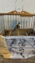 Parva putter man 2023, Dieren en Toebehoren, Mannelijk, Wildzangvogel, Geringd