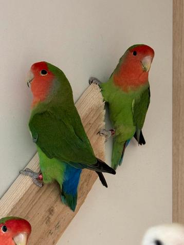 4 Agapornis roseicollie dwergpapegaai beschikbaar voor biedingen