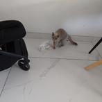 100% Britse korthaar Wit 9 weken mag  direct mee, Dieren en Toebehoren, Poes, Ontwormd