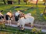 Walliser schwarznase, Dieren en Toebehoren, Schapen, Geiten en Varkens, Mannelijk, Geit