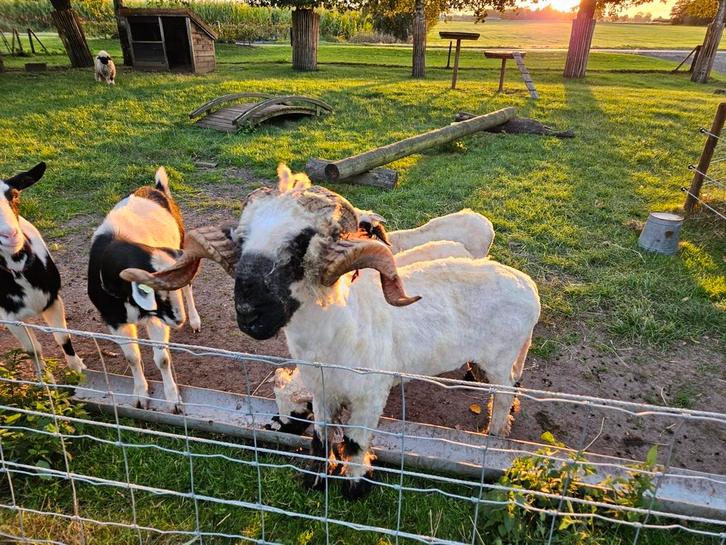 Walliser schwarznase, Dieren en Toebehoren, Schapen, Geiten en Varkens, Geit, Mannelijk