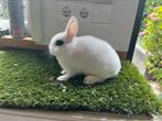 Te koop: kleurdwerg witte van hotot voedster, Dieren en Toebehoren, Konijnen, Vrouwelijk, Dwerg, 0 tot 2 jaar