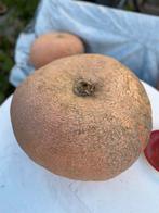 Grote Pompoenen, Ophalen