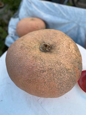 Grote Pompoenen beschikbaar voor biedingen