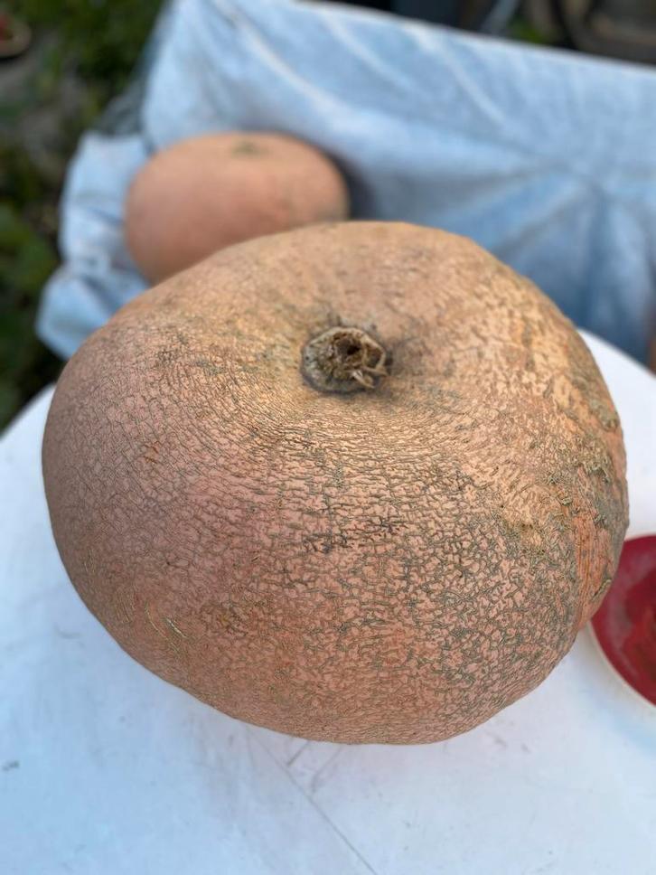 Grote Pompoenen, Diversen, Levensmiddelen, Ophalen
