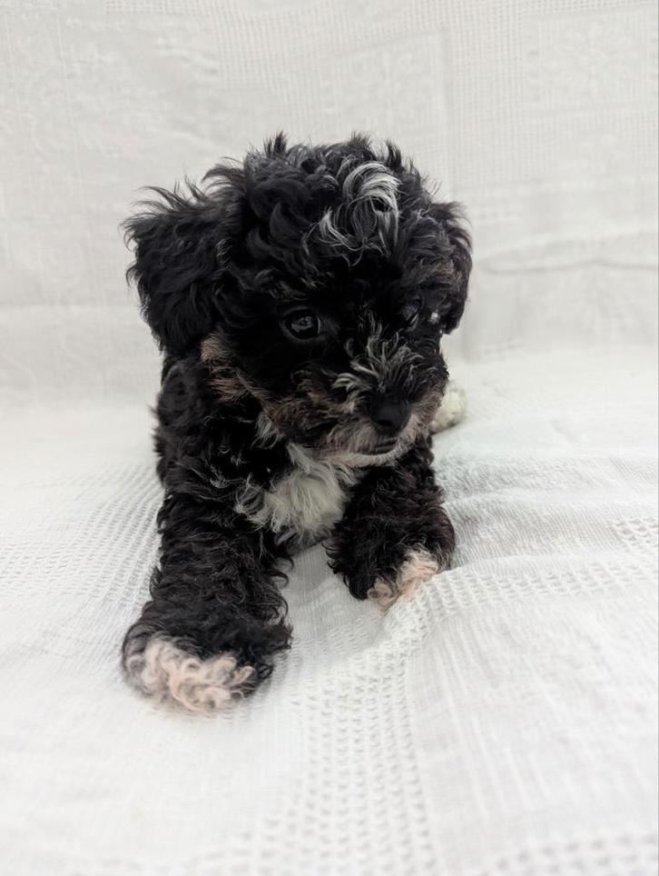 Bijzonder Yorkipoo reutje. Kruising toypoedel en Yorkie, Dieren en Toebehoren, Honden | Chihuahua's en Gezelschapshonden, Reu