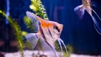 Pterophyllum scalare manacapuru red back / Maanvis, Vis