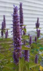 Stekjes van de de dropplant agastache drop plant stekken, Tuin en Terras, Ophalen, Zomer, Volle zon