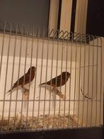 Agaat Kanarie te koop per kopple 50€, Dieren en Toebehoren, Vogels | Kanaries