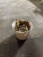 Dood steen, Ophalen, Zo goed als nieuw, Plant(en), Steen of Hout