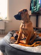 Mechelse herder reu, Reu, 8 tot 15 weken, HCC (leverziekte), Eén hond