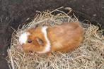 Cavia zeugje, Dieren en Toebehoren, Knaagdieren, Juli, Vrouwelijk, Cavia