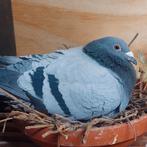 Jonge duiven te koop!, Meerdere dieren, Postduif