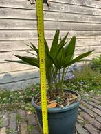 winterharde palmTrachicarpus Fortunei, Tuin en Terras, Planten | Tuinplanten, Ophalen, Zomer, Overige soorten, Halfschaduw