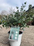 Eucalyptus, Volle zon, Vaste plant, Zomer, Ophalen