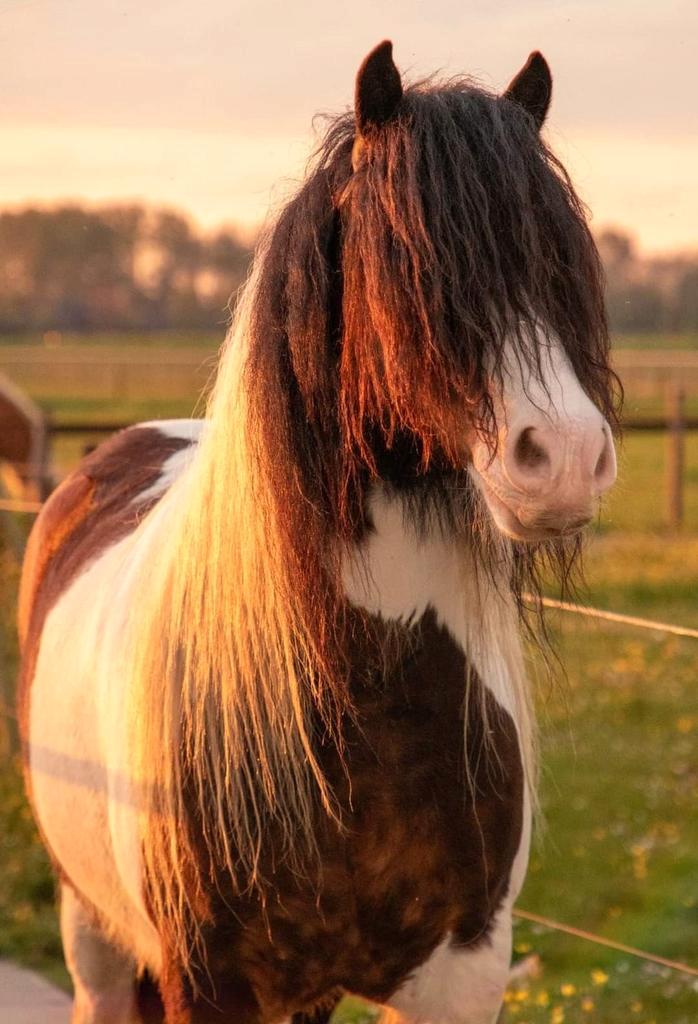 Verzorger / bijrijder gezocht (Wervershoof)., Dieren en Toebehoren, Paarden en Pony's | Overige Paardenspullen, Nieuw, Recreatie