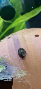 Posthoorn slak, Dieren en Toebehoren, Vissen | Aquariumvissen, Slak of Weekdier