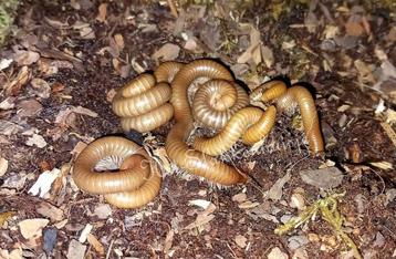 SPIROSTREPTUS SP. 1 miljoenpoot beschikbaar voor biedingen