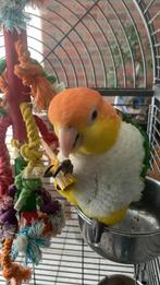 2 tamme caique  +mooie grote kooi en grote javaboom, Dieren en Toebehoren, Vogels | Parkieten en Papegaaien, Meerdere dieren, Papegaai