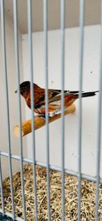 Kapoetsensijs F1. X kanarie bastaard 2025, Dieren en Toebehoren, Vogels | Kanaries, Mannelijk, Bastaard