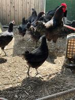 Jersey giants te koop, Dieren en Toebehoren, Pluimvee