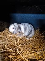 NHD rhon voedster, Dieren en Toebehoren, Konijnen