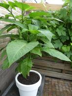 Brugmansia planten in pot,  bloemkleur geel, Overige soorten, Vaste plant, Ophalen of Verzenden, Halfschaduw