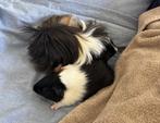 Twee cavia beren, Dieren en Toebehoren, Cavia, Juni, Mannelijk, Tam