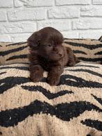 Boompoo pups, boomer x toy poedel, Nederland, Overige rassen, CDV (hondenziekte), 8 tot 15 weken
