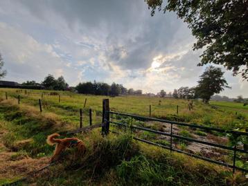Tijdelijke weidegang aangeboden  beschikbaar voor biedingen