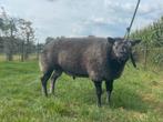 Tekoop aangeboden stamboek dassenkop texelaar dekram., Mannelijk, Schaap, 3 tot 5 jaar