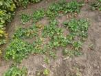 aardbei, Ophalen of Verzenden, Overige soorten, Minder dan 100 cm