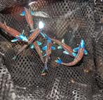 Notropis chrosomus. Regenboog elrits, regenboog winde, danio, Vis, Zoetwatervis, Schoolvis