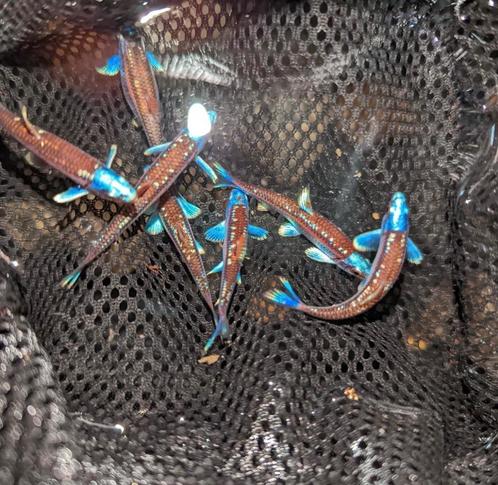 Notropis chrosomus. Regenboog elrits, regenboog winde, danio, Dieren en Toebehoren, Vissen | Aquariumvissen, Zoetwatervis, Vis