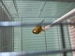 Raza kanaries, Dieren en Toebehoren, Geslacht onbekend, Postuurkanarie