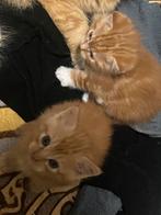 Schatige kittens opzoek naar een baasje, Geslacht onbekend