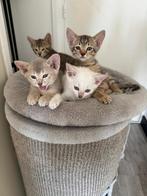 Prachtige Oosters Korthaar x Brits Korthaar kittens, Meerdere dieren, Ontwormd