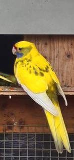 Bonte / geele  Geelbuik parkieten, Dieren en Toebehoren, Vogels | Parkieten en Papegaaien, Meerdere dieren, Parkiet