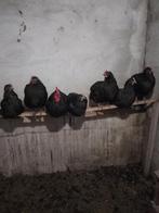 Australorp groot kippen 6 stuks en haan, Dieren en Toebehoren, Meerdere dieren, Kip