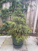 Kerstboom in Elho greenville pot op schotel met wieltjes, Ophalen, Tuin, Kunststof, Gebruikt