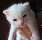 Kittens, Poes, Ontwormd, 0 tot 2 jaar