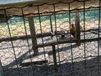 Serama kippen, Dieren en Toebehoren, Meerdere dieren, Kip