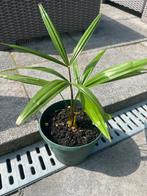 Palmboom Trachycarpus Fortunei, Ophalen of Verzenden