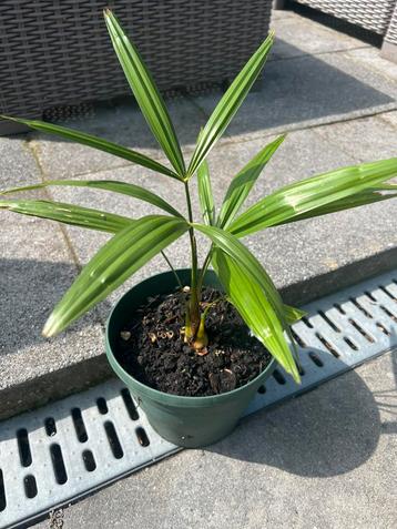 Palmboom Trachycarpus Fortunei beschikbaar voor biedingen