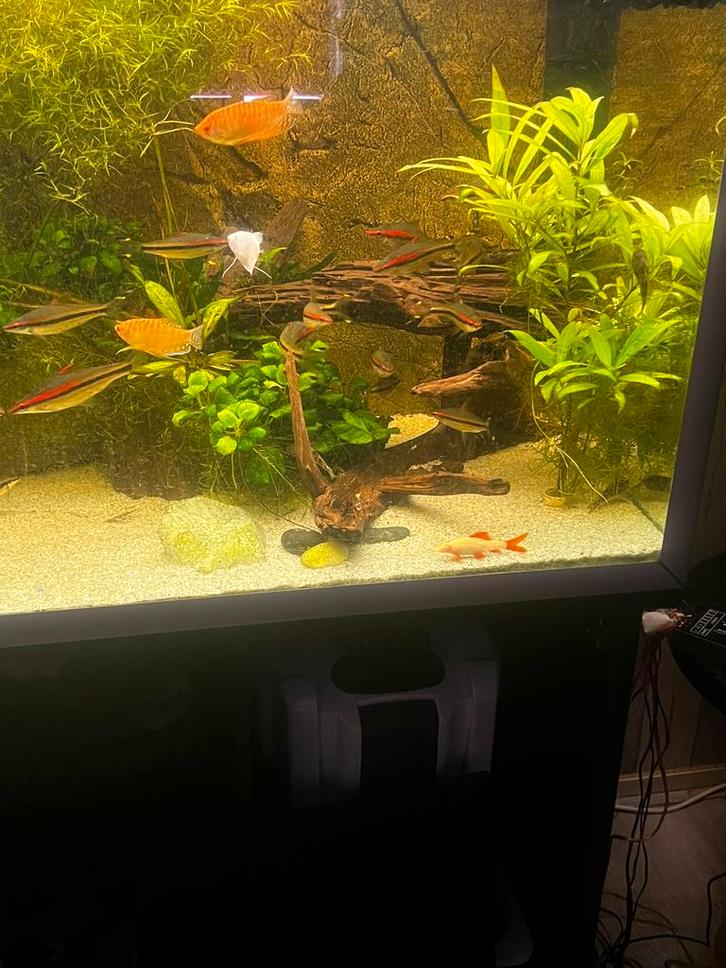 Grote school Denisonii van 10/14 cm 13 stuks, Dieren en Toebehoren, Vissen | Aquaria en Toebehoren, Zo goed als nieuw, Plant(en), Steen of Hout