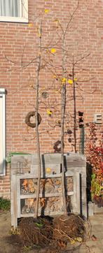 Amerikaanse Tulpenboom  gratis afhalen, Overige soorten, Lente, 100 tot 250 cm, Ophalen